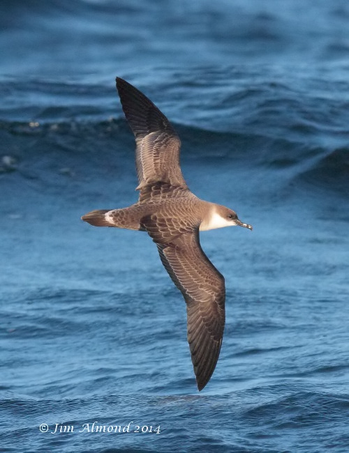 Great Shearwater upperwing Scilly Pelagic 8 8 14 IMG_2385